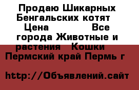 Продаю Шикарных Бенгальских котят › Цена ­ 17 000 - Все города Животные и растения » Кошки   . Пермский край,Пермь г.